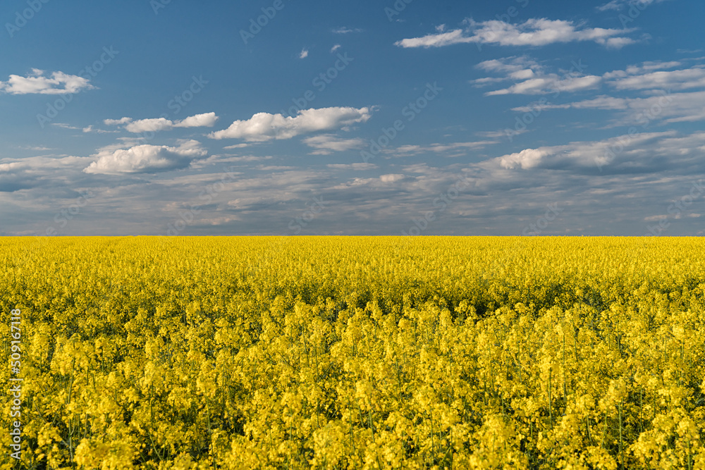 Cloudy sky over a field of blooming rapeseed.