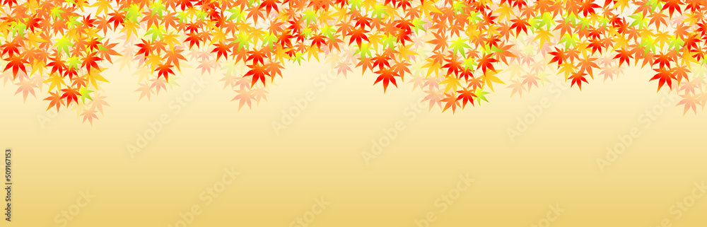 秋の色づくカエデの紅葉　背景色　