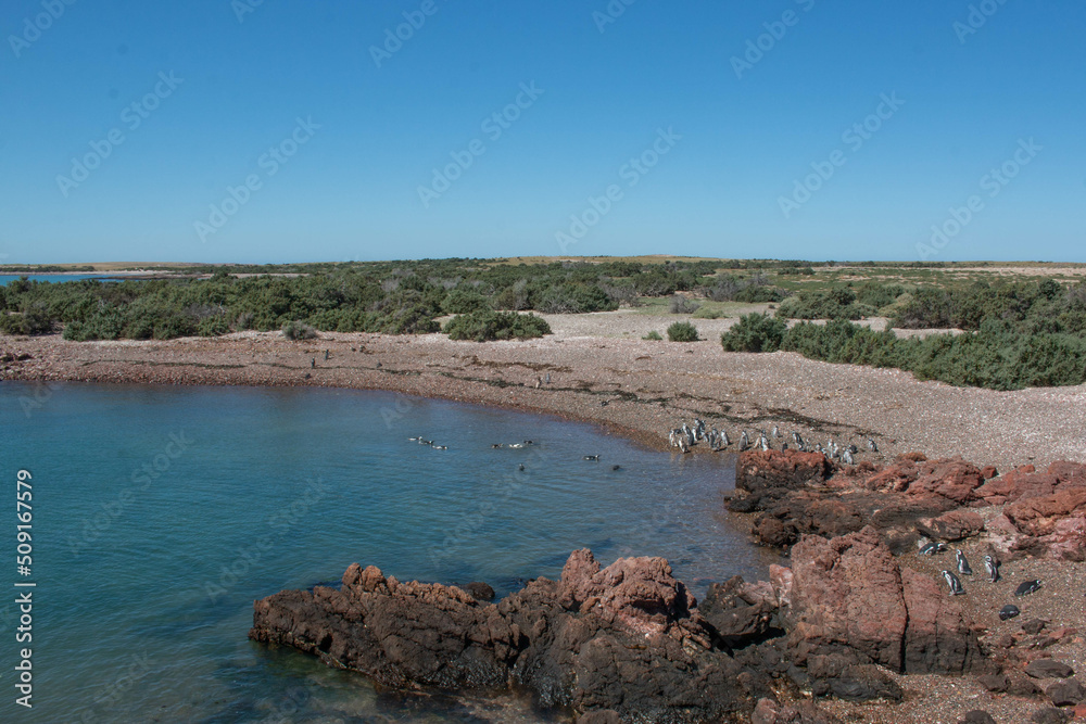 Obraz premium penguin beach in punta tombo reserve in patagonia argentina