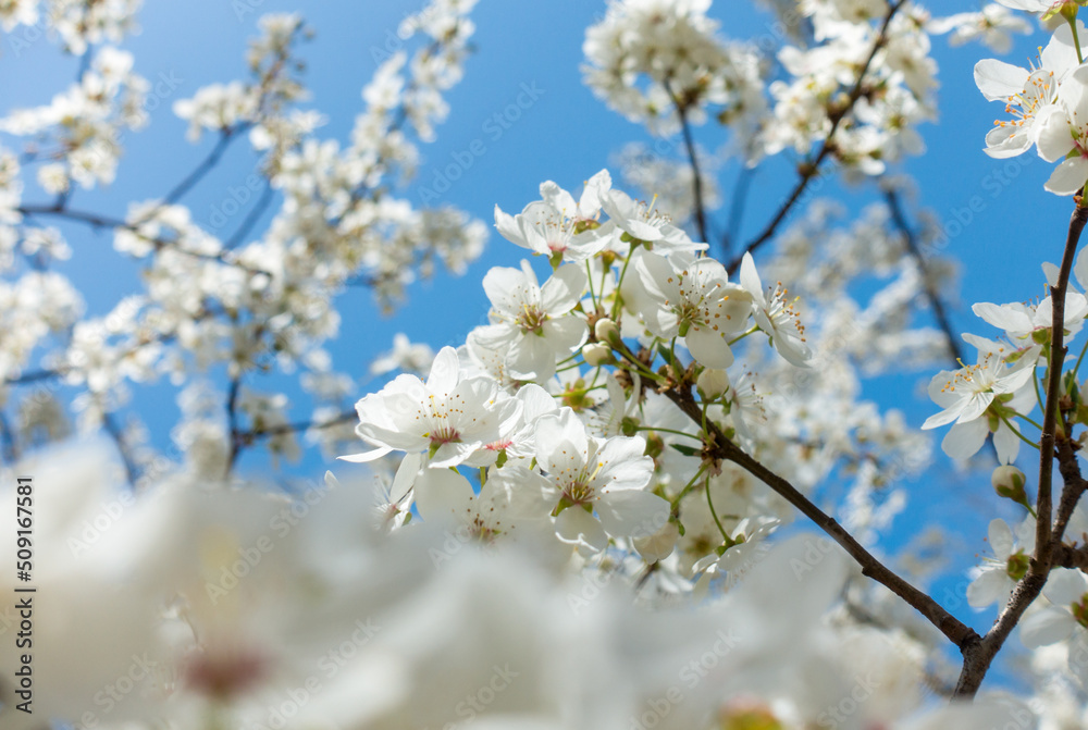 Flowering cherry against a blue sky. Cherry blossoms. Spring background