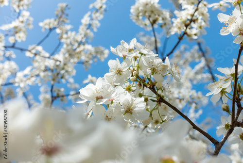 Flowering cherry against a blue sky. Cherry blossoms. Spring background © Alwih