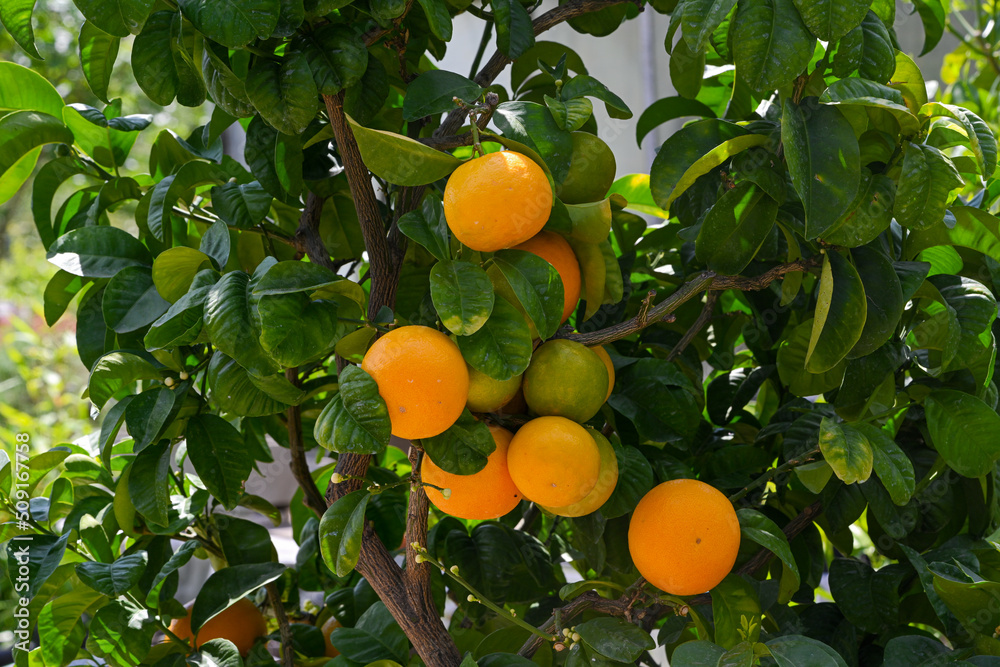 Orange tree (Citrus sinensis), Orange Citrus sinensis ripe fruit on tree Orange tree (Citrus sinensis), Orange Citrus sinensis ripe fruit on tree
