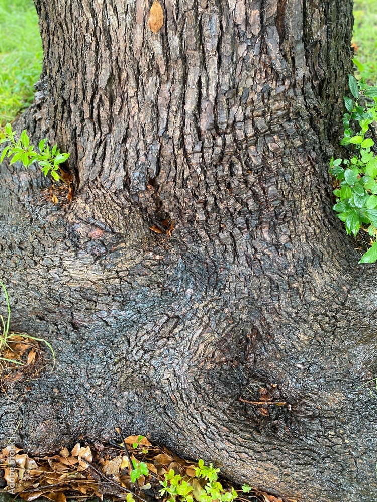 Obraz premium The beautiful detail of the old aged tree trunk at the park of Tokyo Ueno, year 2022 June 6th rainy day