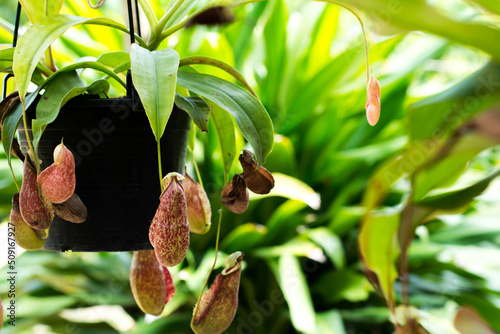 Monkey cup and leaf when the sunlight