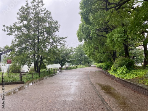 Fototapeta Naklejka Na Ścianę i Meble -  Rainy path at the park of Ueno Tokyo Japan, summer breeze rainy season year 2022 June 6th
