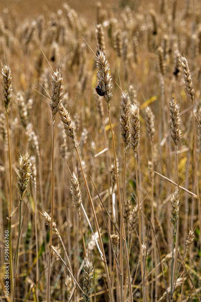 Fototapeta premium A wall of ears of wheat already yellowed, but not yet ripe.