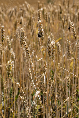 A wall of ears of wheat already yellowed  but not yet ripe.