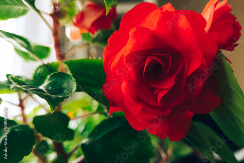 Red rose close up. Home flower impatiens balsamina. Growing plant in pots.