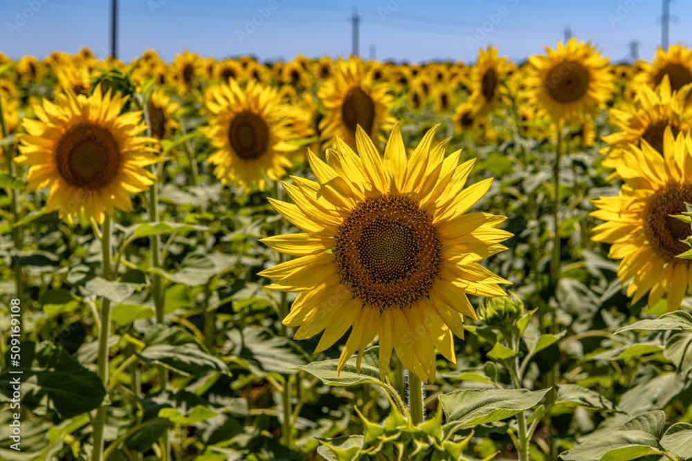 An endless field of sunflowers against a blue sky.