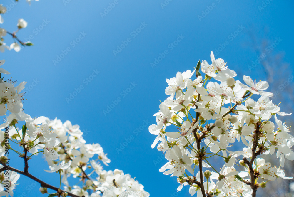 Flowering cherry against a blue sky. Cherry blossoms. Spring background