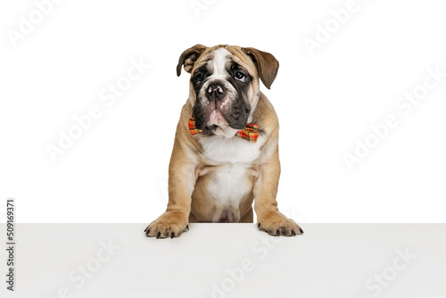 Charming doggy, purebred dog, bulldog posing isolated on white studio background. Concept of animal, breed, vet, health and care