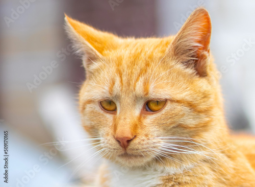 Portrait of a red cat on a blurred background. Red cat face. The concept of animals and pets. Orange tabby cat. Front view.