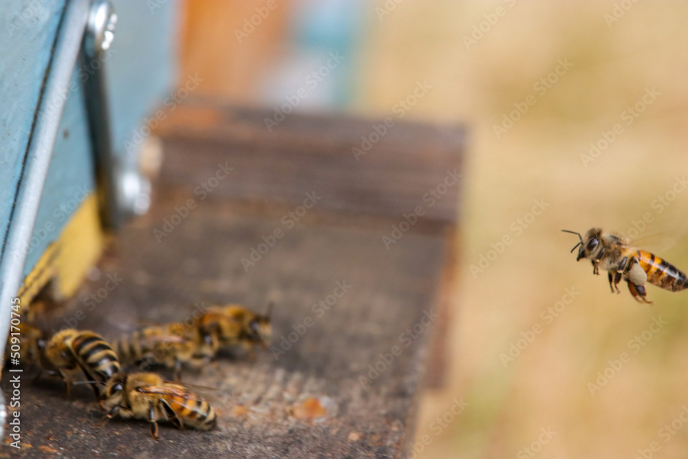 bee at the entrance of a hive bee at the entrance of a hive