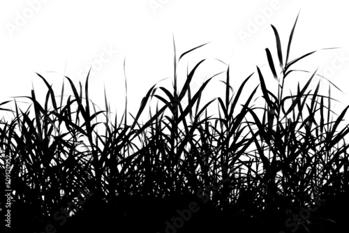 Silhouette of a grass with white background