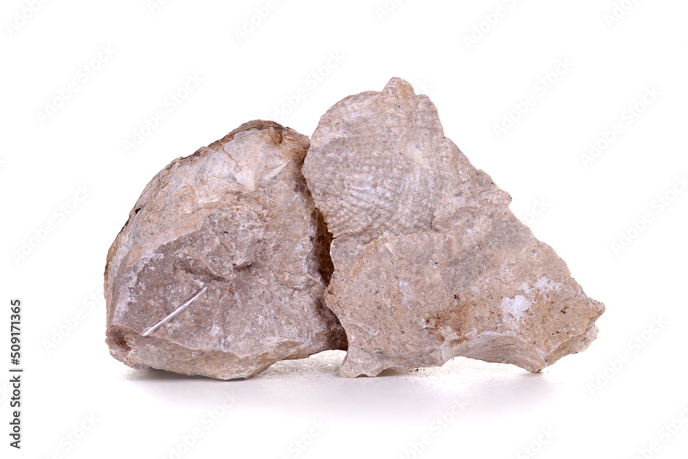 Brachiopoda fossils Brachiopoda fossils