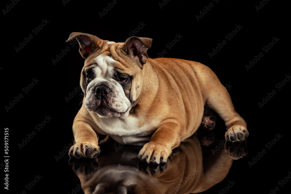 Fototapeta premium Studio shot of sand color dog, bulldog isolated over black studio background. Concept of motion, beauty, fashion, breeds, pets love, animal