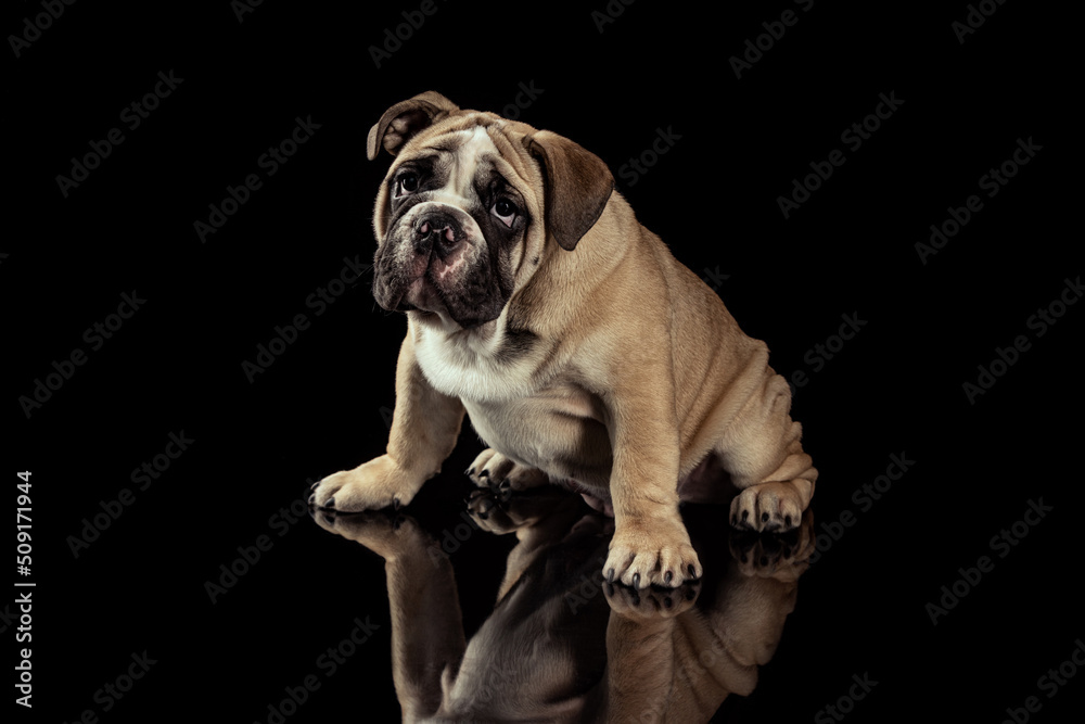 Serious sad adult dog, bulldog isolated over black studio background. Concept of motion, beauty, fashion, breeds, pets love, animal