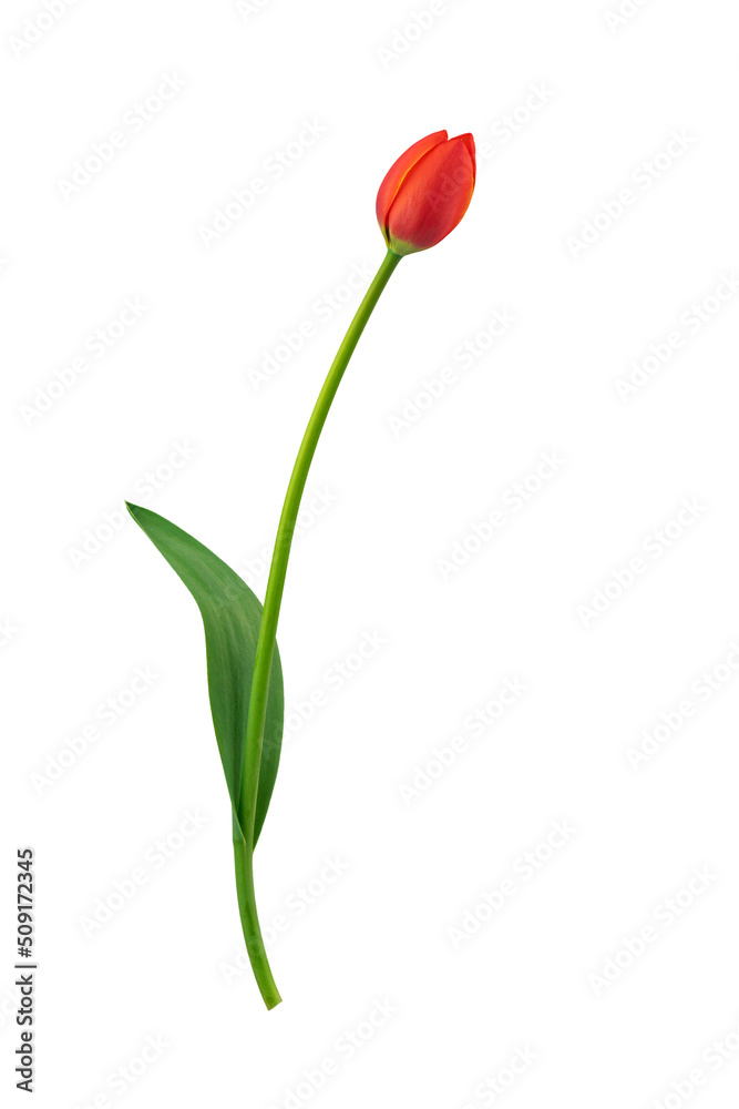 red and yellow flowering tulips with leaves isolated on a white background red and yellow flowering tulips with leaves isolated on a white background