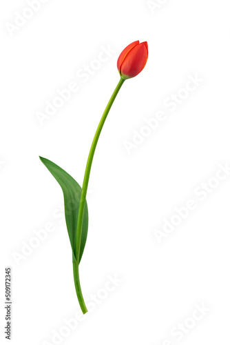 red and yellow flowering tulips with leaves isolated on a white background