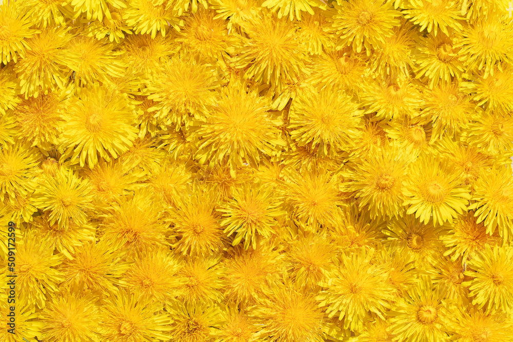 floral background of blooming yellow dandelions, macro floral background of blooming yellow dandelions, macro