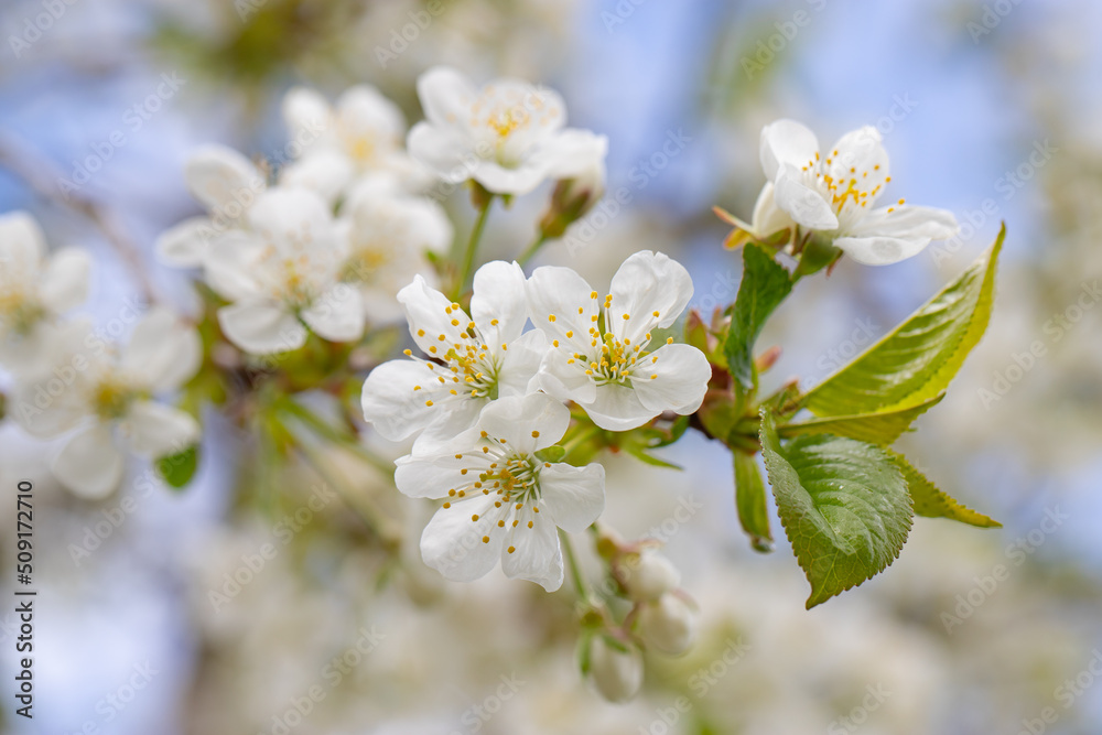 cherry and pear branch with white flowers and leaves on a blue sky background