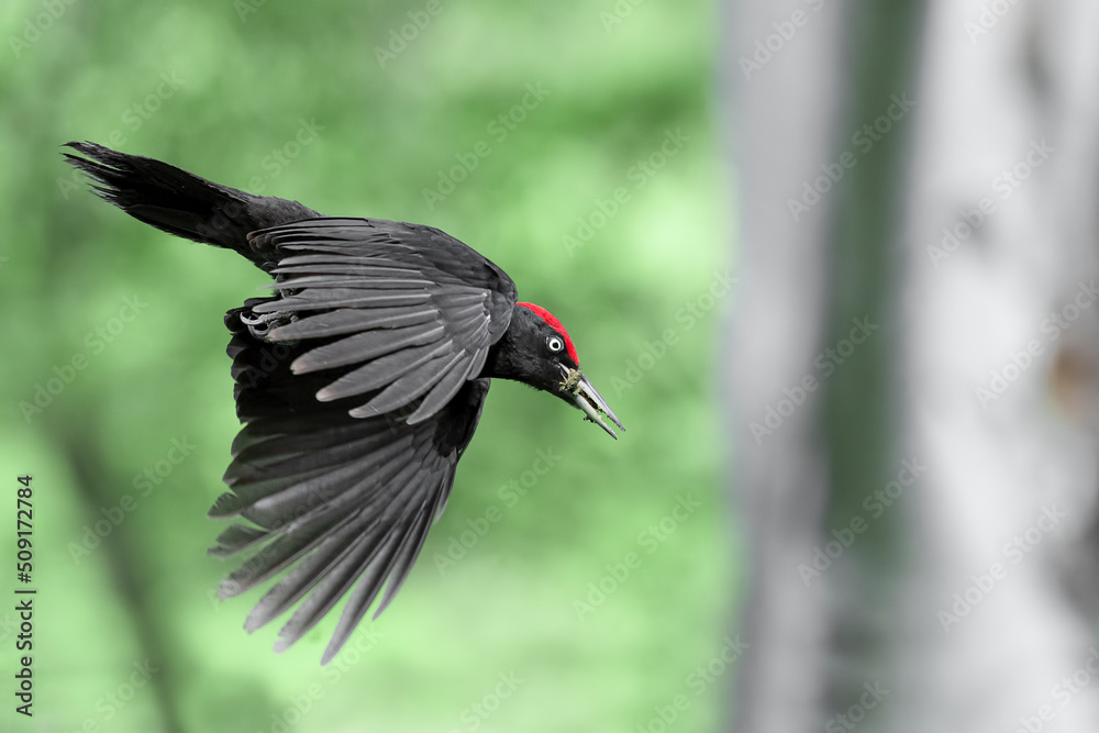 Black woodpecker male in flight, fine art portrait (Dryocopus martius) Black woodpecker male in flight, fine art portrait (Dryocopus martius)