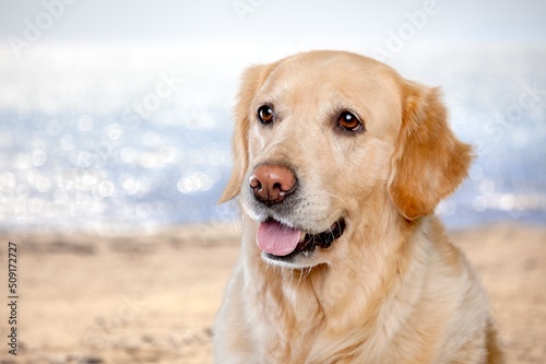 Fototapeta Naklejka Na Ścianę i Meble -  Cute young dog sitting on the sand beach