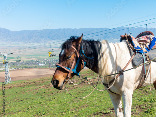 Horse in the mountains. In a simple village harness. Against the backdrop of the cable car. Kyrgyzstan, recreation center Orlovka.