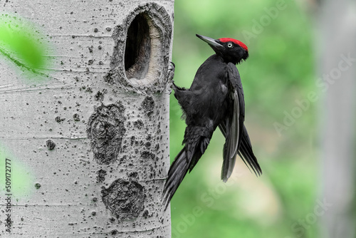 The returns, Black woodpecker male lands on nest (Dryocopus martius) photo
