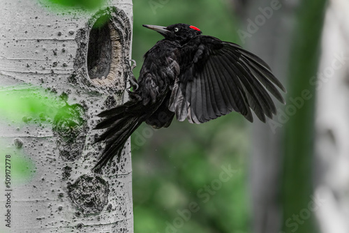 Landing on tree trunk, the Black woodpecker female (Dryocopus martius)