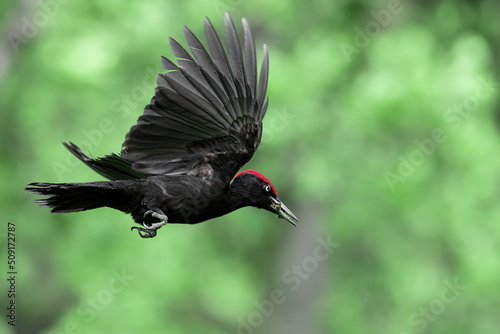 Black woodpecker male in flight (Dryocopus martius) photo