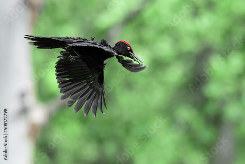 Wonderful portrait of Black woodpecker male in flight (Dryocopus martius)