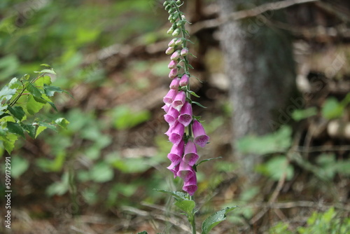 red foxglove (Digitalis purpurea) in the wild forest