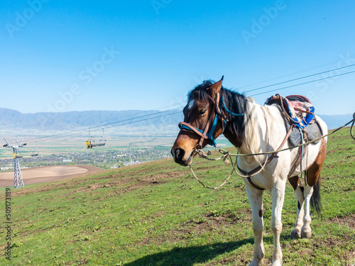 Horse in the mountains. In a simple village harness. Against the backdrop of the cable car. Kyrgyzstan, recreation center Orlovka.