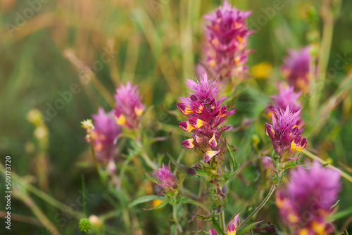 Blossoming pink cow-wheat plant. Melampyrum arvense.