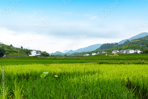 Idyllic scenery  Rice terraces in rural China