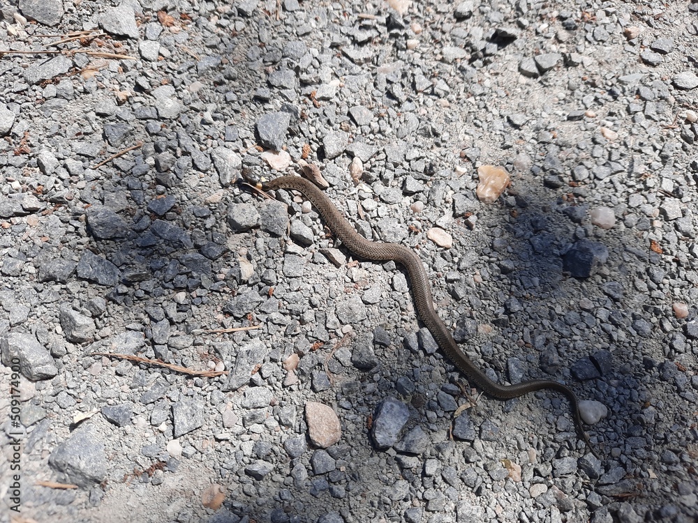Kleine braune Schlange schlängelt sich auf einer steinigen Straße Kleine braune Schlange schlängelt sich auf einer steinigen Straße