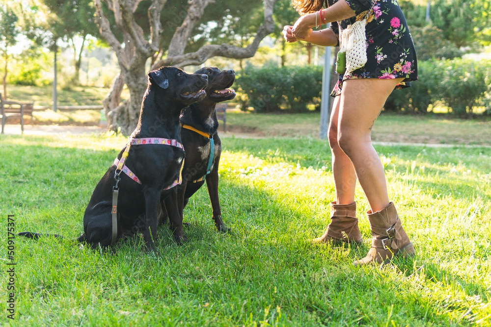 Anonymous female owner giving treat to obedient dog Anonymous female owner giving treat to obedient dog