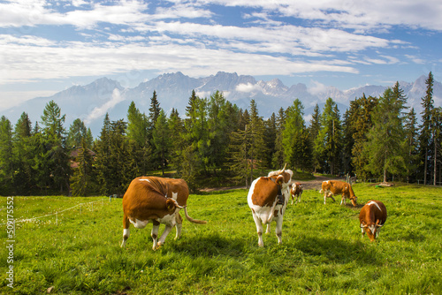cows at an alpine meadow - landscape of Lienz Dolomites in Austria. Massive Alpine mountains. © Mira Drozdowski