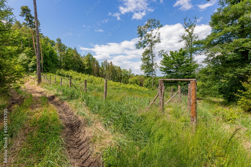 A view of forest landscape, a tractor track, fresh green grass and an enclosure for young trees. Sunny spring day with blue sky and white clouds.