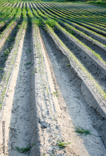 Cultivated land. Arable land that is worked by plowing and sowing and raising crops