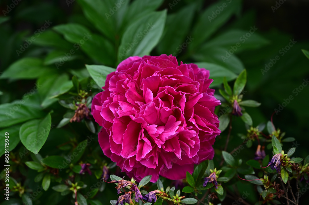 FLOWER,TREE,PLANTS,ANIMALS, LANDSCAPE