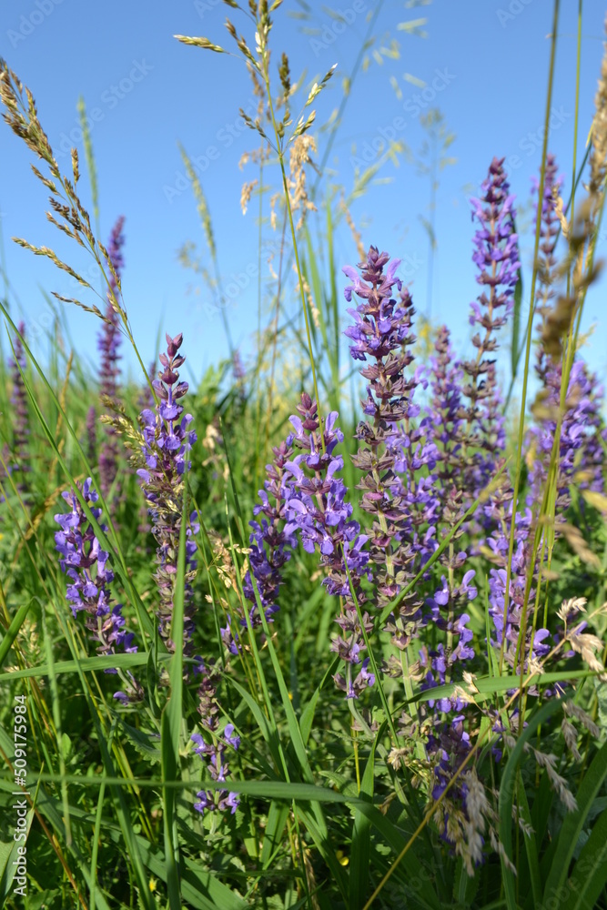 Naklejka premium flowers in the field