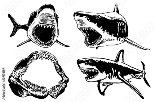 Graphical set of sharks and jaws isolated on white background,vector elements , great white shark