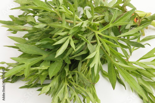 Malaysian Malay herbal leafy appetizer dish daun ulam raja selom lovage on white background