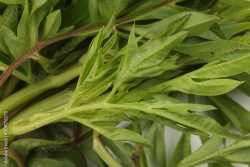 Fototapeta Naklejka Na Ścianę i Meble -  Malaysian Malay herbal leafy appetizer dish daun ulam raja selom lovage on white background