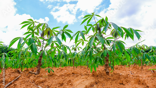 cassava plantation in Thailand