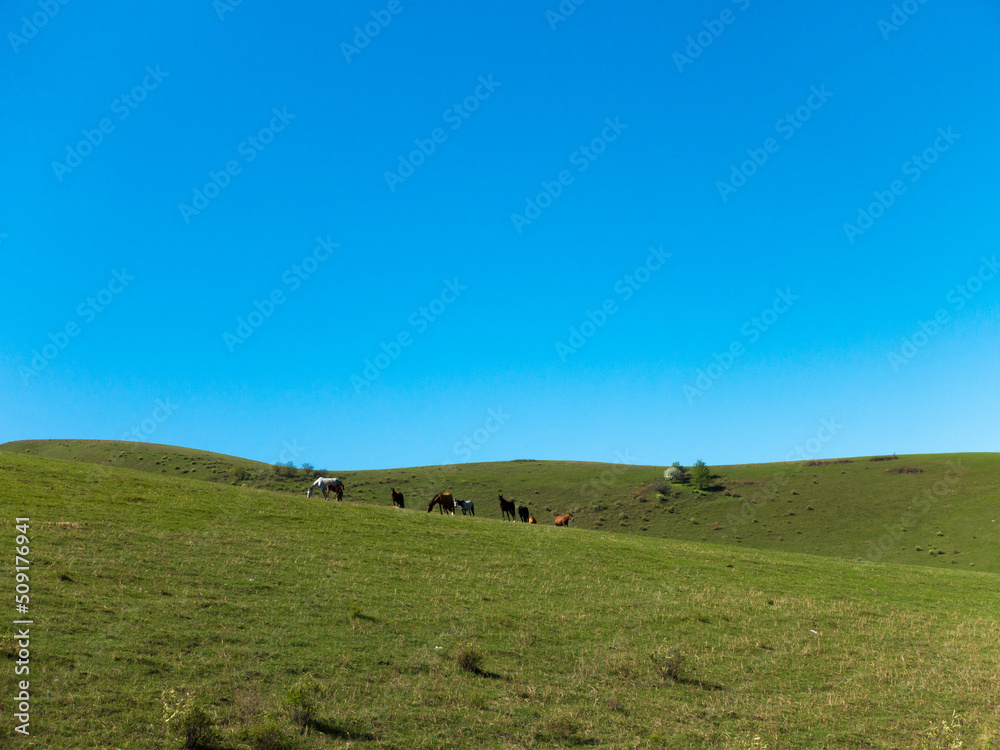 a herd of horses grazes on top of a green hill. natural landscape a herd of horses grazes on top of a green hill. natural landscape