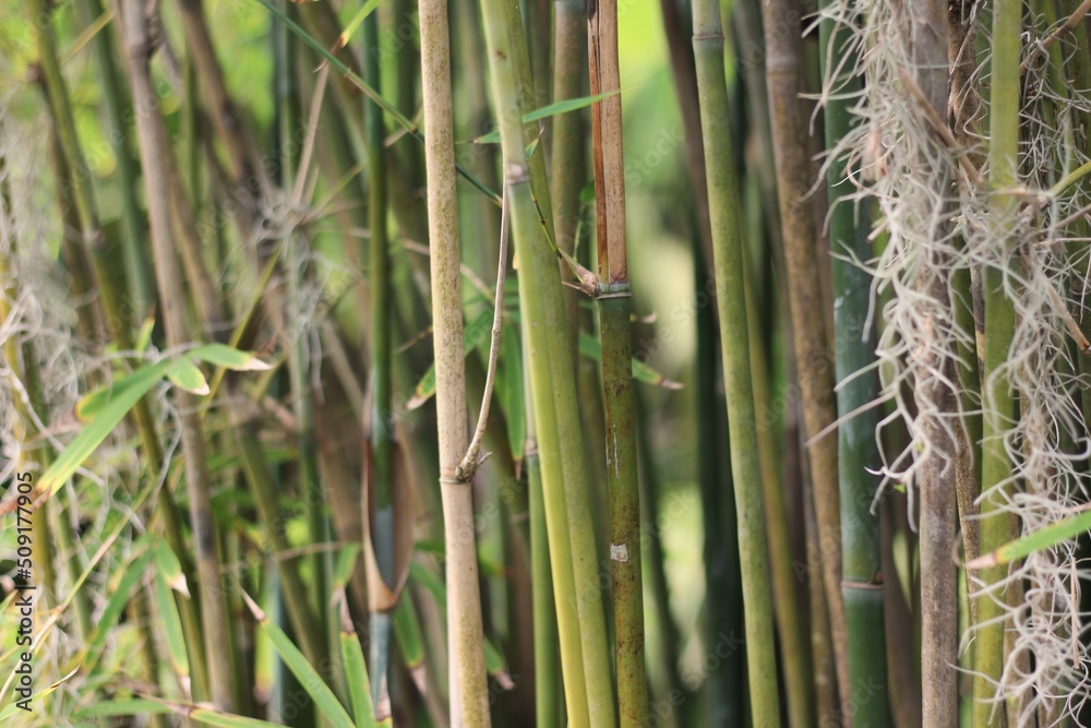 Obraz premium bamboo stalks