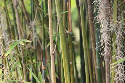 łodygi bambusa